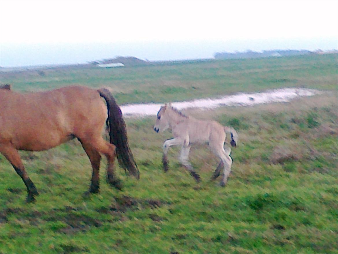 Anden særlig race dixie billede 7