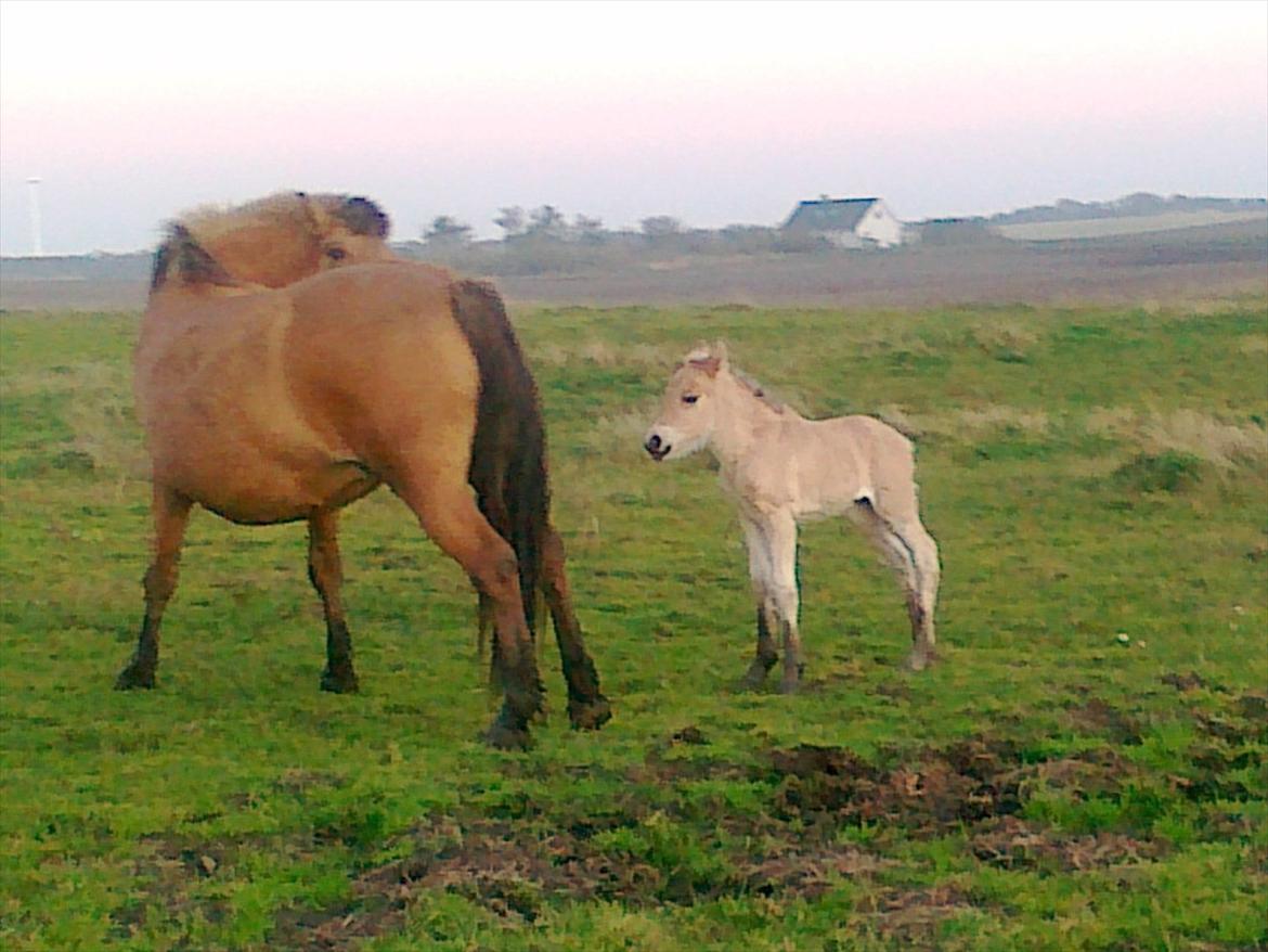 Anden særlig race dixie billede 8