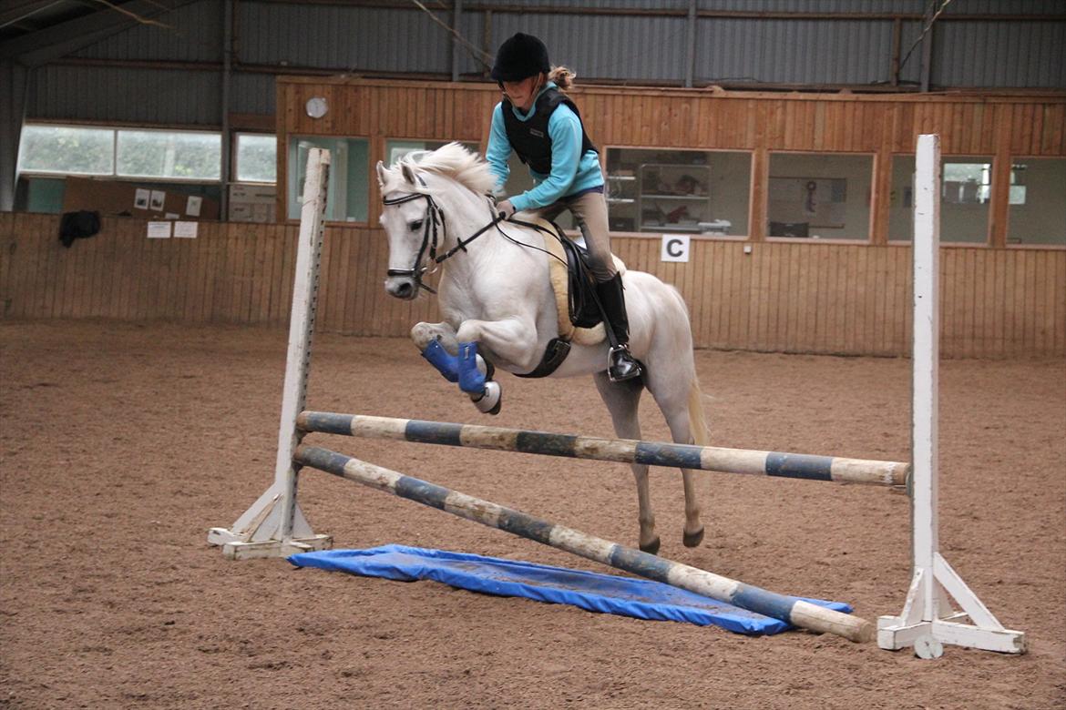 Welsh Pony (sec B) Milton - *NYT* springtræning med milton <3
Fotograf: Signe Lin <3 billede 20