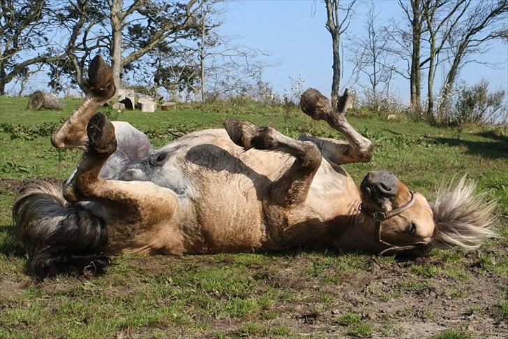 Fjordhest Jokum - Billedet taget af pia.. billede 18