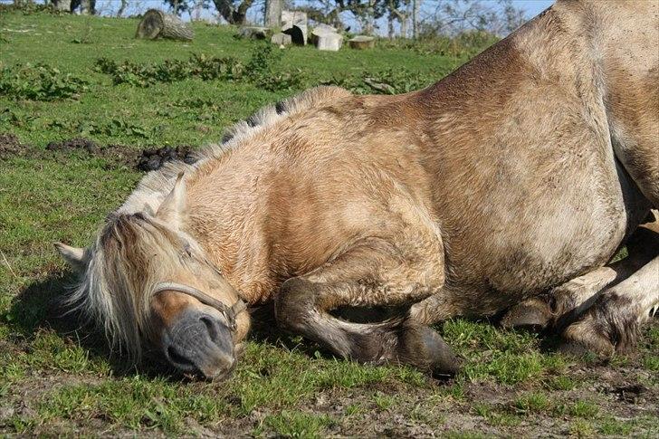 Fjordhest Jokum - Hej med jer
Billedet taget af pia. billede 1