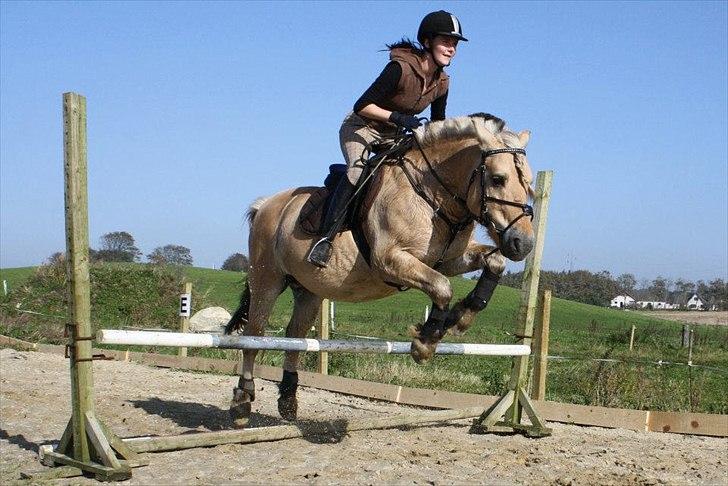 Fjordhest Jokum - 2 gang jeg springer på jokum, Ca 10 år siden jeg sprang sådan rigtig.

Billedet taget af pia. billede 14