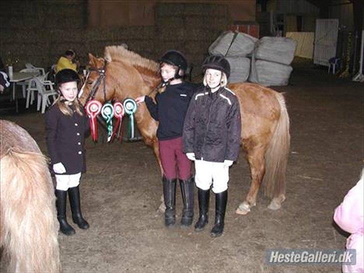 Anden særlig race Charlie - Efter et stævne  med 4 roseter billede 1