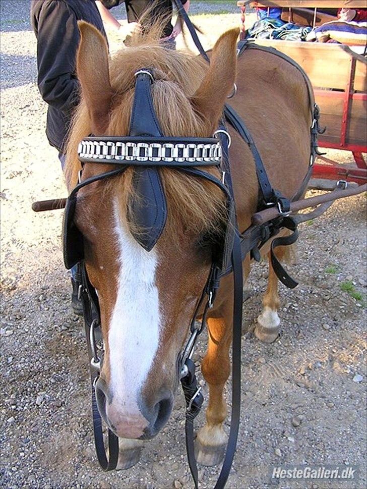 Anden særlig race Charlie - han er også kørt til billede 4