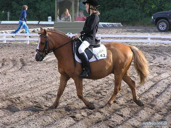 Anden særlig race Charlie - lb1 billede 6
