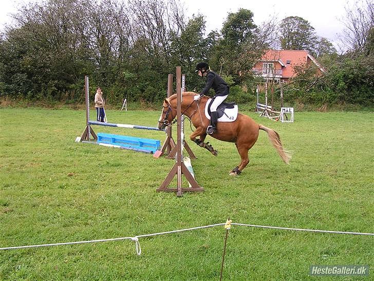 Anden særlig race Charlie - springer da stadig på ham billede 8