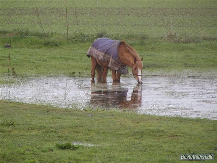 Anden særlig race Charlie - vi har en sø han elsker den billede 10