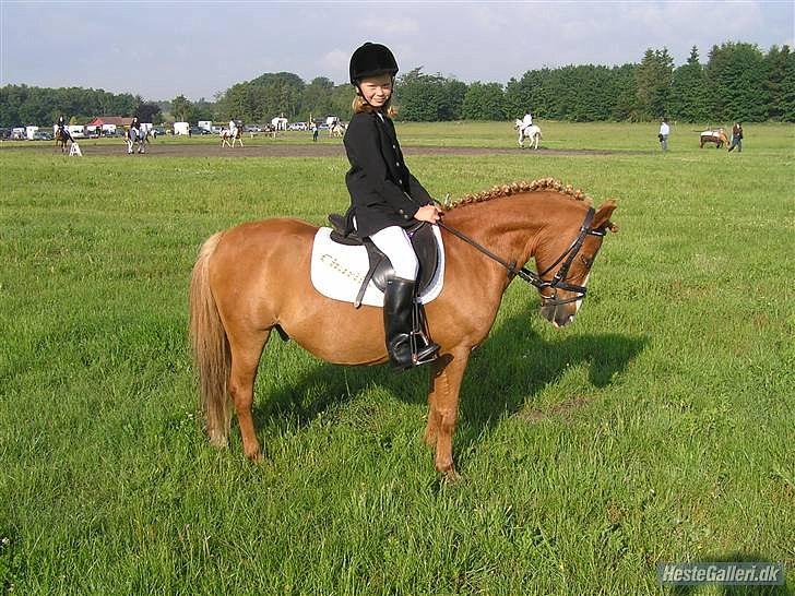 Anden særlig race Charlie - opstillingsbilled billede 12