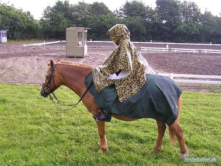 Anden særlig race Charlie - han er ligeglad med alt billede 14