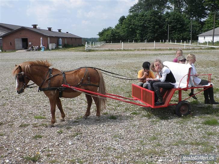 Anden særlig race Charlie - køre tur med jork tøsserne billede 15