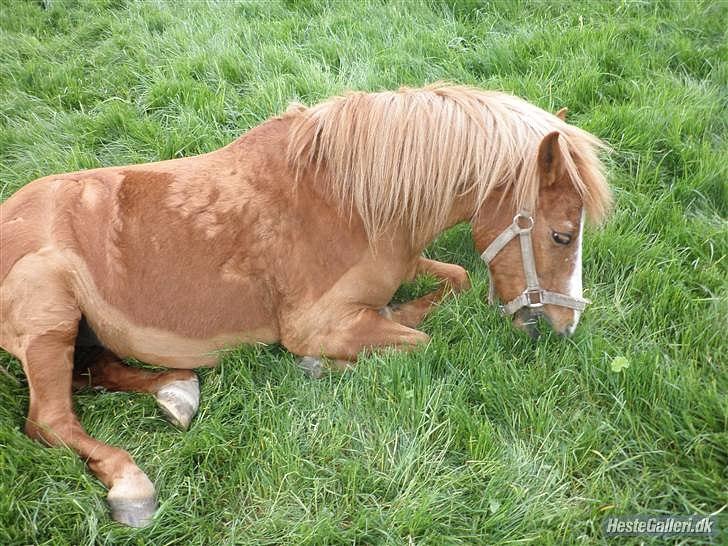 Anden særlig race Charlie - ligger ned og spiser billede 16