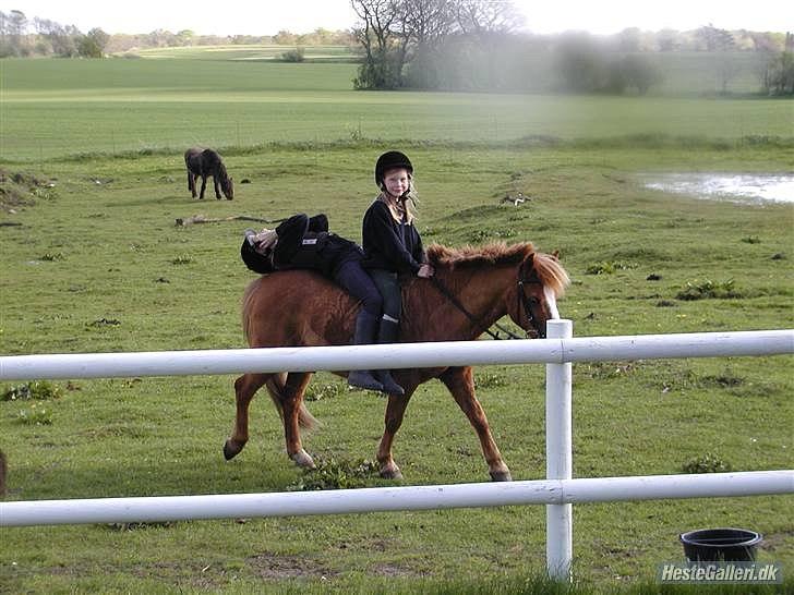 Anden særlig race Charlie - man kan gøre alt med ham billede 17