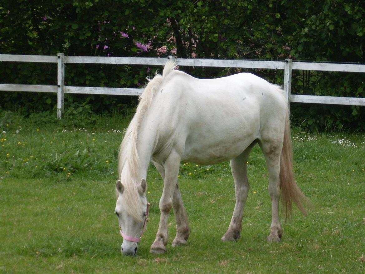 Anden særlig race Miranda billede 3