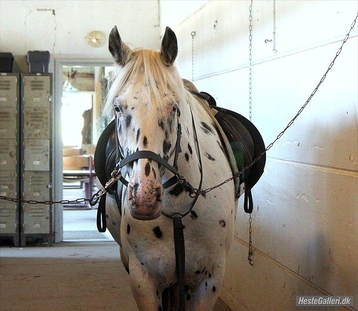 Knabstrupper Monica [tidligere springpart] - trænig d. 29/09 :) billede 7