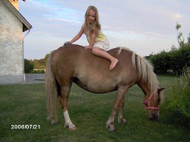 Anden særlig race mathilde - inden hun fik føl billede 4