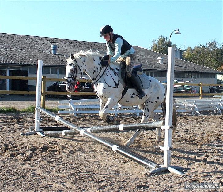 Knabstrupper Monica [tidligere springpart] - spring trænig d. 29/9.
Opvarmnig billede 8