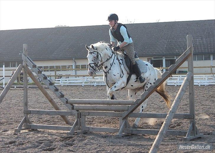 Knabstrupper Monica [tidligere springpart] - træning den 29/9...
springer V (natur spring) billede 9
