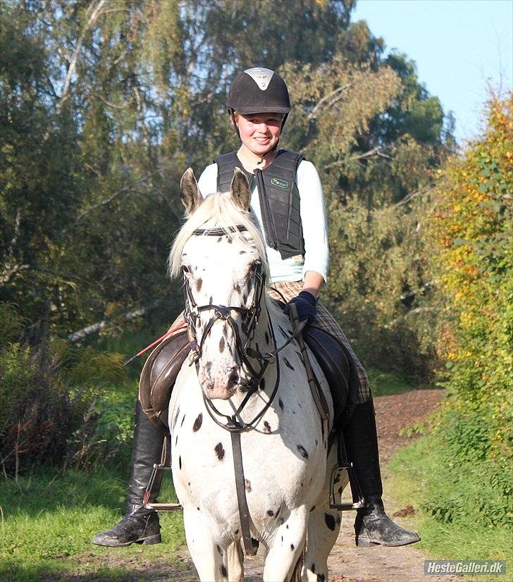 Knabstrupper Monica [tidligere springpart] - Skridter hende af efter trænig <3<3 billede 11