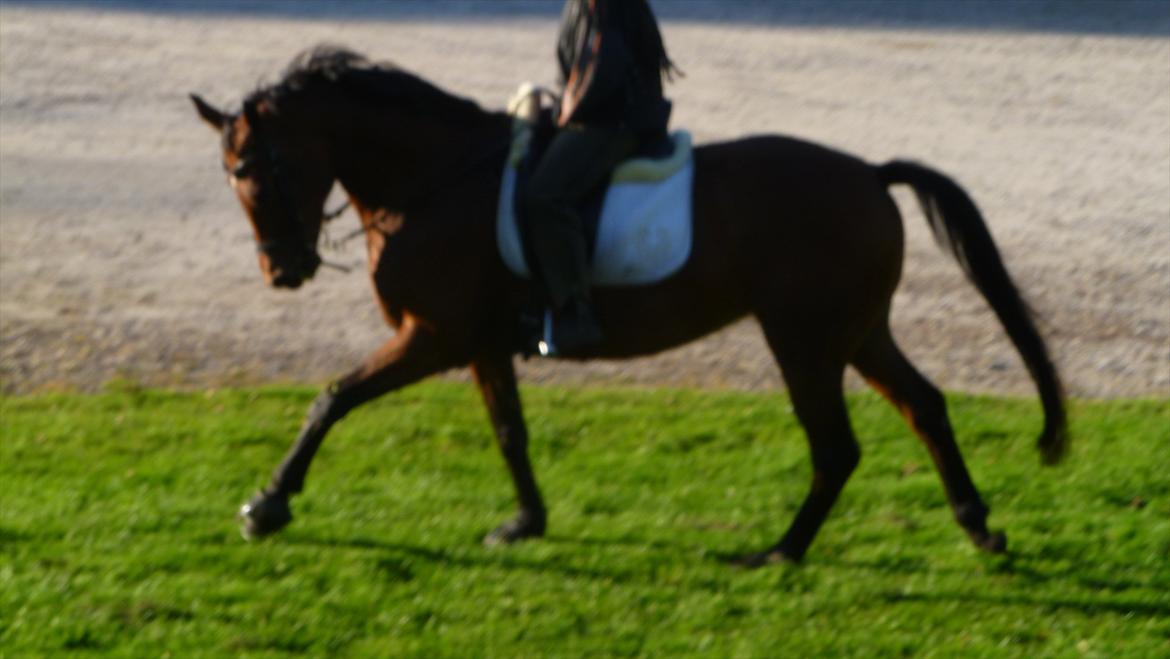 Dansk Varmblod Cecilia - Langesø 2011 billede 10