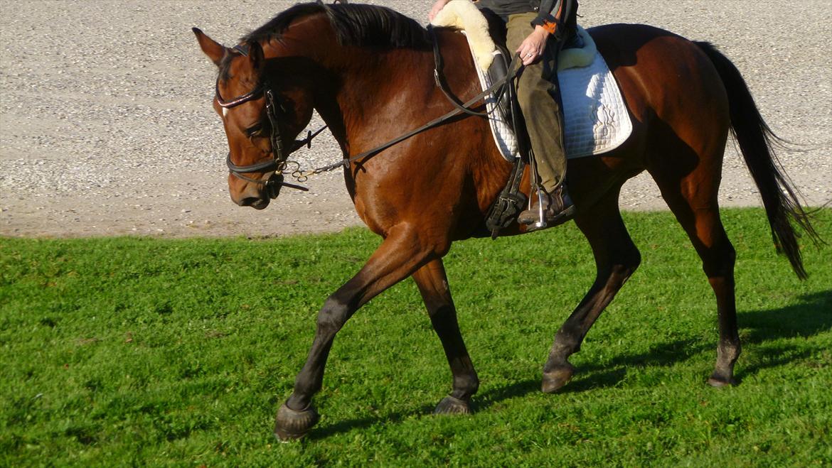Dansk Varmblod Cecilia - langesø 2011 billede 11
