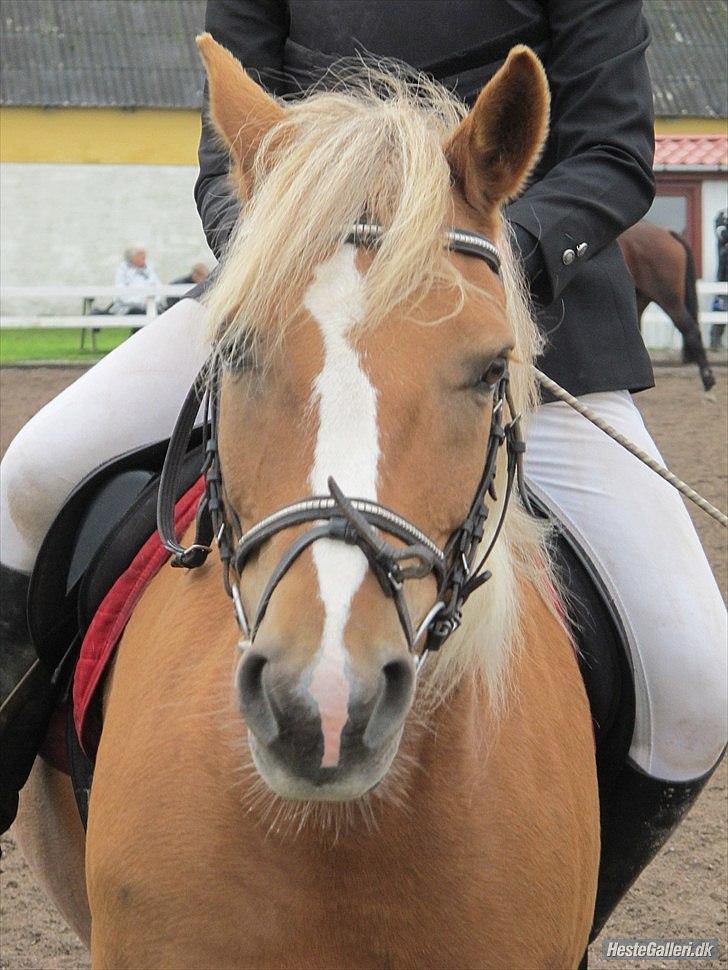Anden særlig race Oliver (RIDER) - Stævne d.18 september :-)
Fotograf: CP billede 7