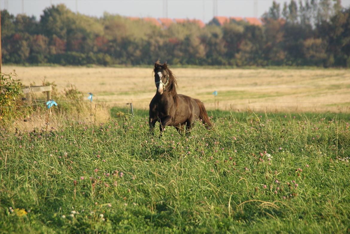 Welsh Pony (sec B) Frankenhöh's Spirit *R.I.P* <3 billede 4