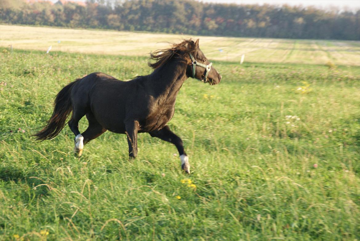 Welsh Pony (sec B) Frankenhöh's Spirit *R.I.P* <3 billede 5