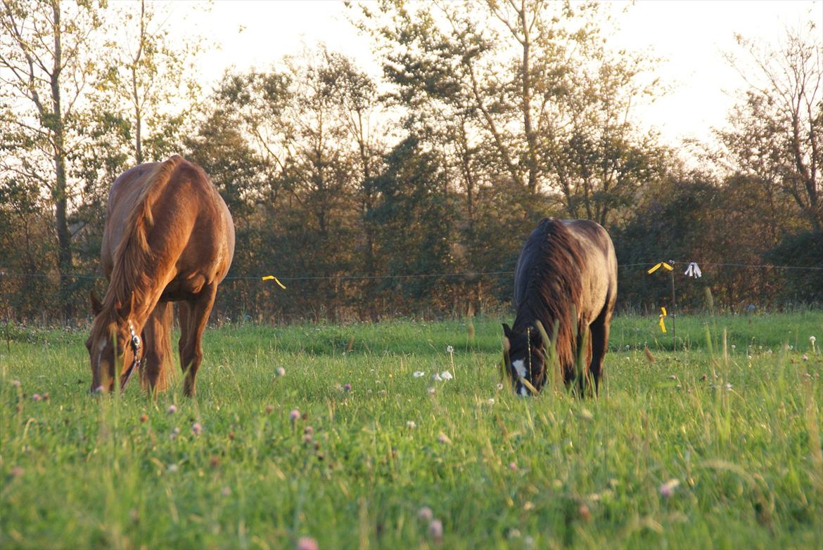 Welsh Pony (sec B) Frankenhöh's Spirit *R.I.P* <3 billede 6