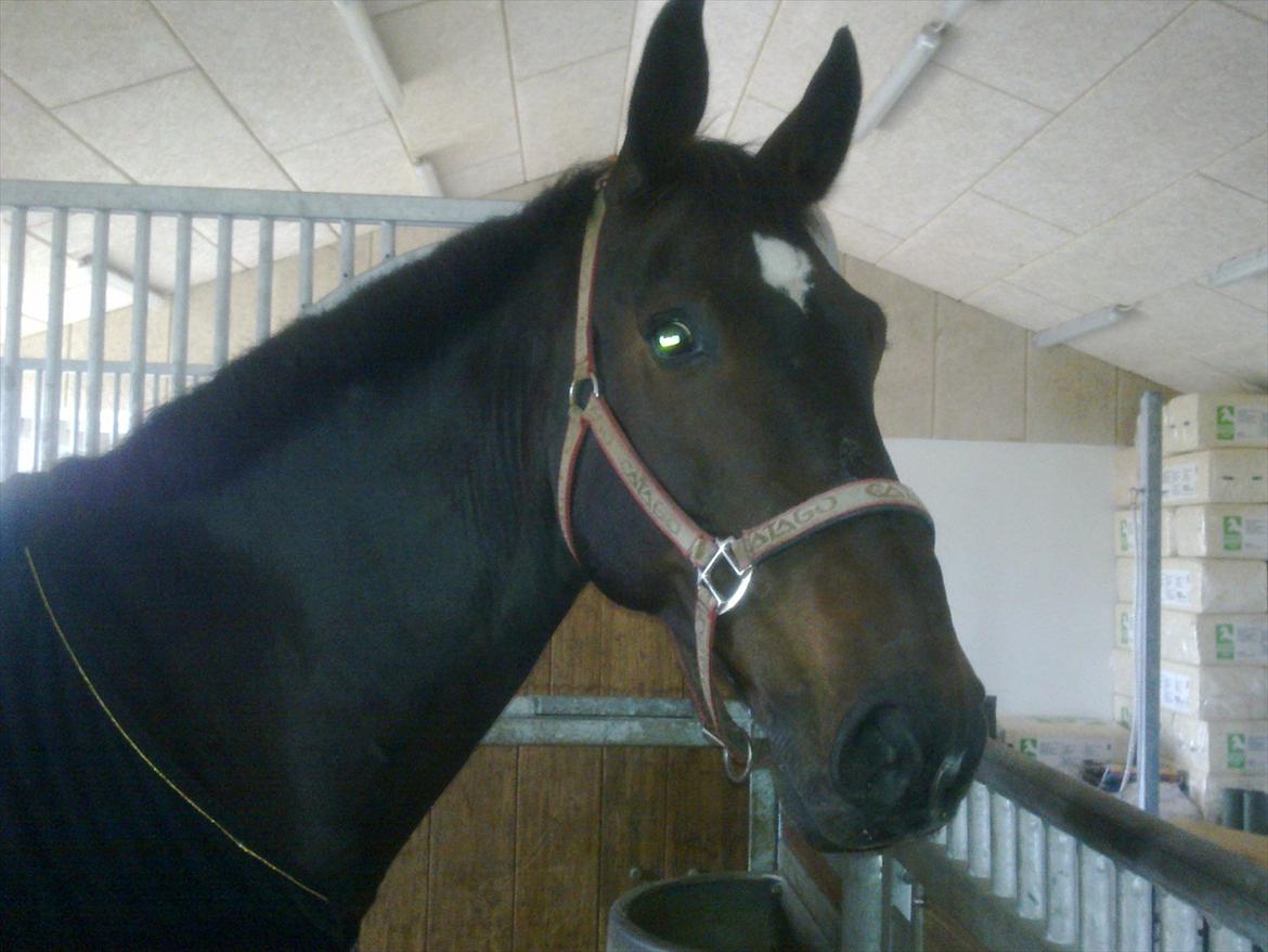 Dansk Varmblod Møllegårdens Cappuccino (Båt) - Båt på besøg hos Therese Schumann. han skal have ordnet tænder. billede 8