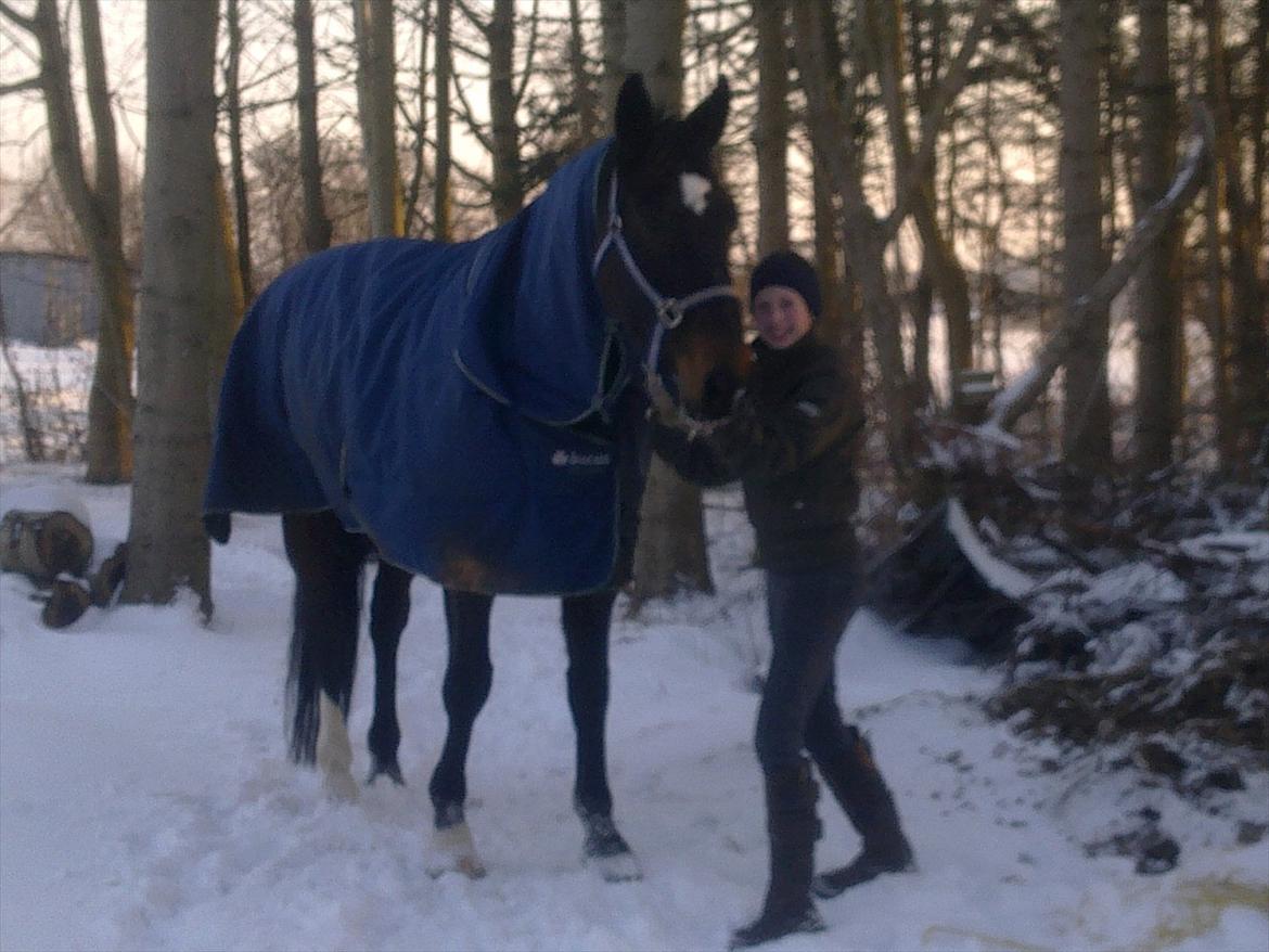 Dansk Varmblod Møllegårdens Cappuccino (Båt) - Min datter Katrine trækker Båt ind fra snefolden. Vinter 2010 billede 9