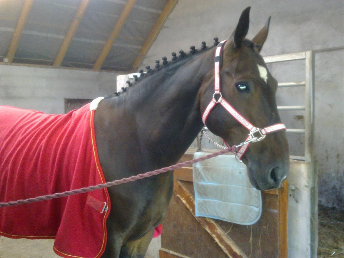 Dansk Varmblod Møllegårdens Cappuccino (Båt) - Min elskede Båt på vej til Stævne billede 11