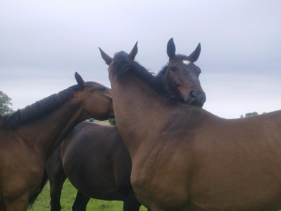 Dansk Varmblod Møllegårdens Cappuccino (Båt) - Fælleshygge med Rubin og Hugo. Sommer 2011 billede 12