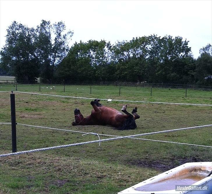 Welsh Cob (sec D) H. A´kato billede 15