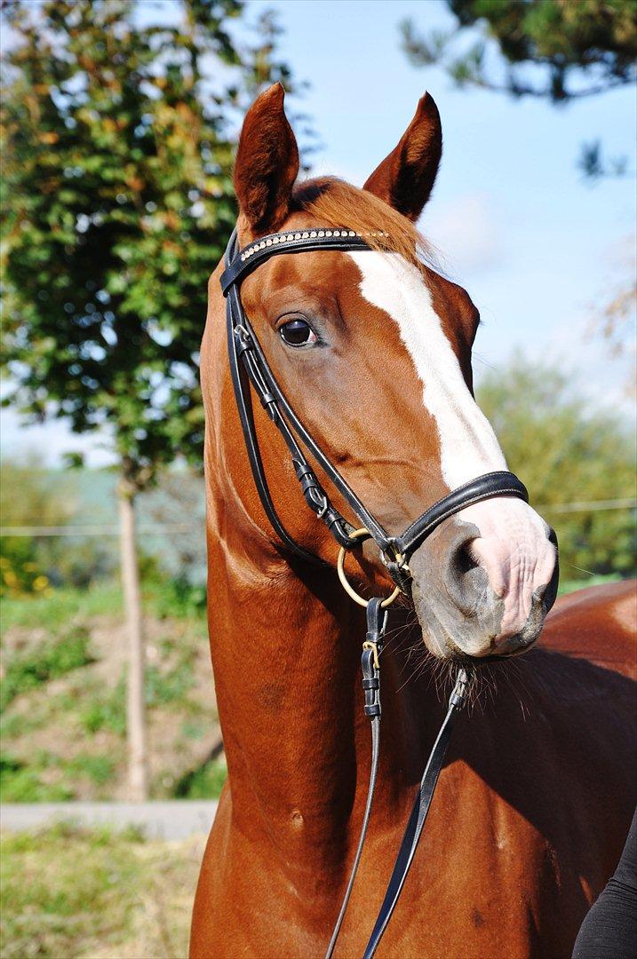 Dansk Varmblod Mae Blossom  billede 7