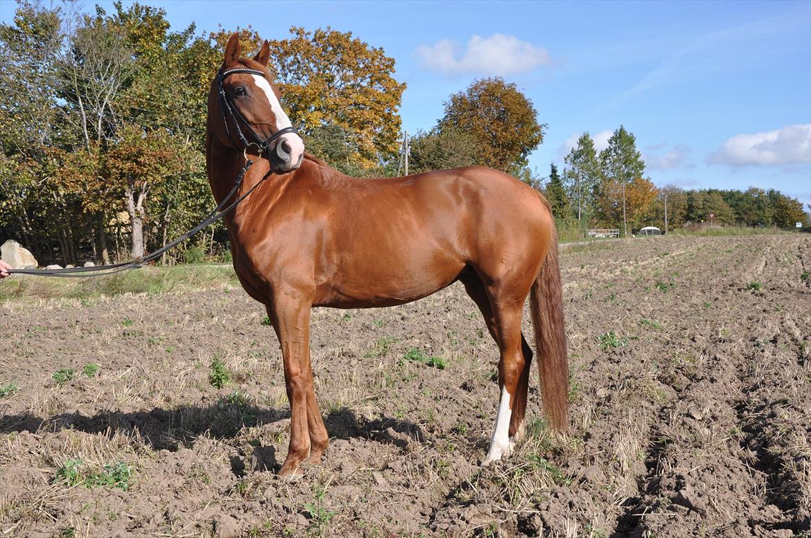 Dansk Varmblod Mae Blossom  billede 4