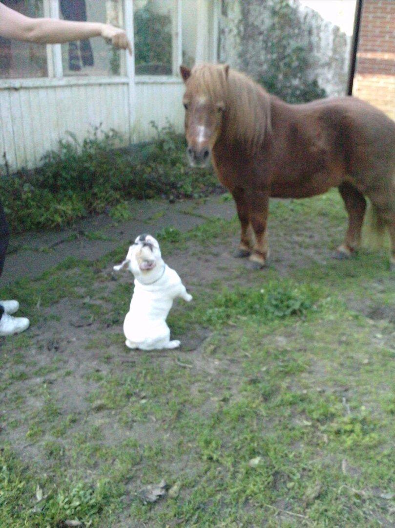 Shetlænder Carlo  billede 20