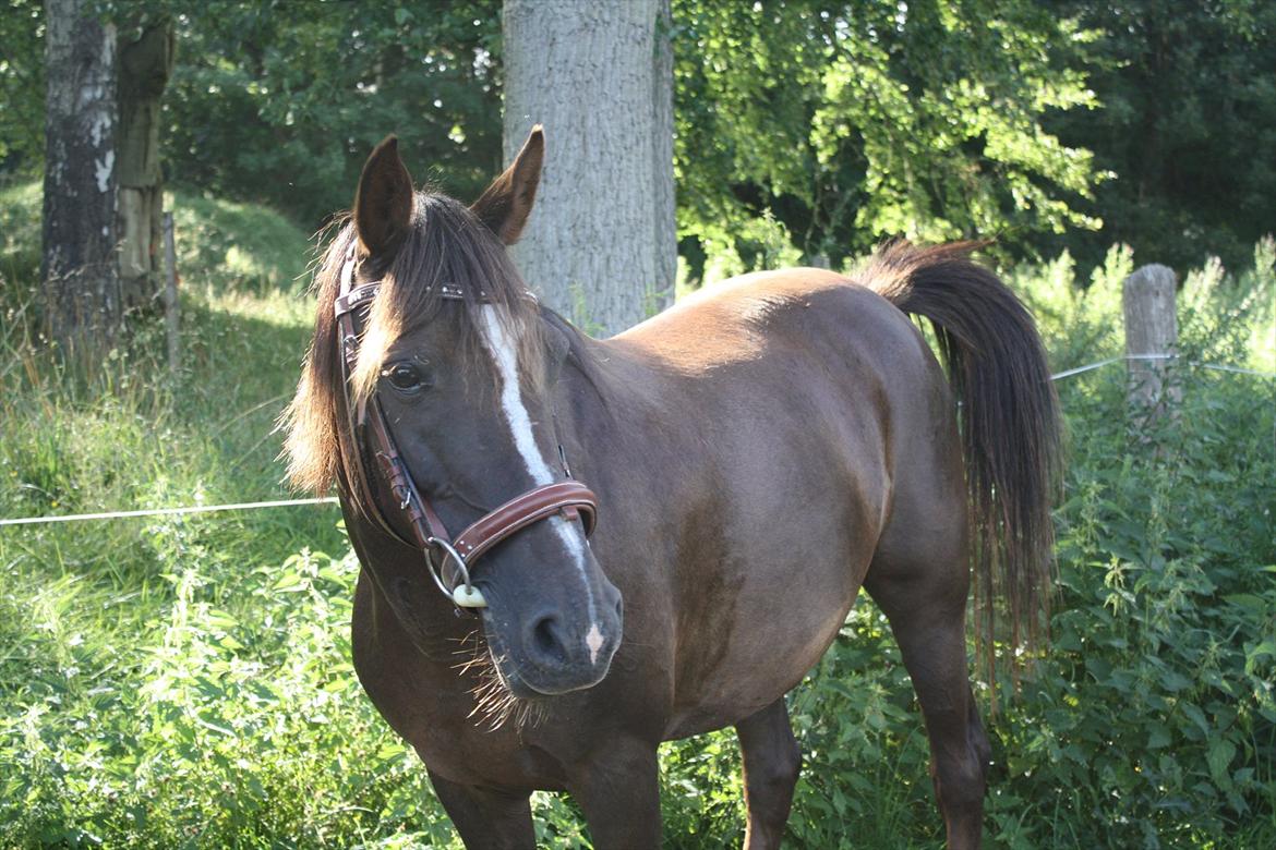 Anden særlig race Dina - Flot pony, Det er du! ;I<3 billede 14
