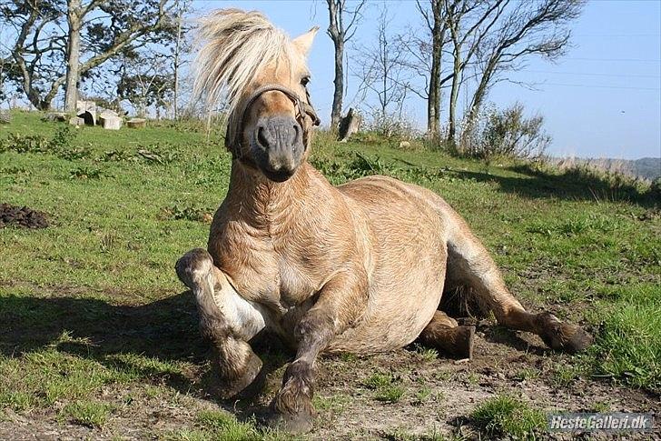 Fjordhest jokum/ SOLGT - VELKOMMEN TIL JOKUMS PROFIL
foto:pia  billede 1