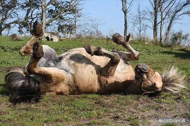 Fjordhest jokum/ SOLGT - skønt med en rulletur efter endt træning
foto:pia billede 4