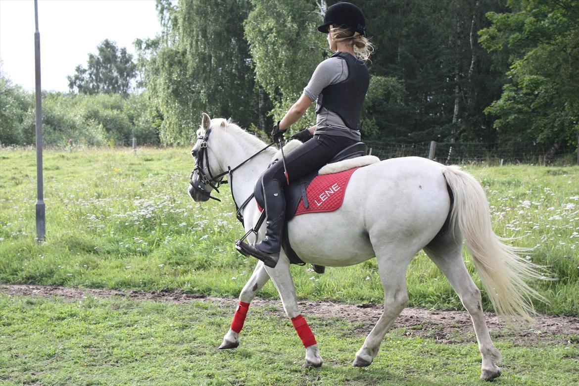 Welsh Mountain (sec A) Lene billede 15