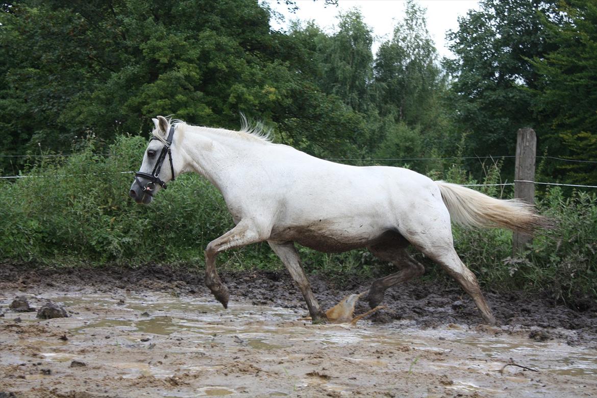 Welsh Mountain (sec A) Lene billede 20