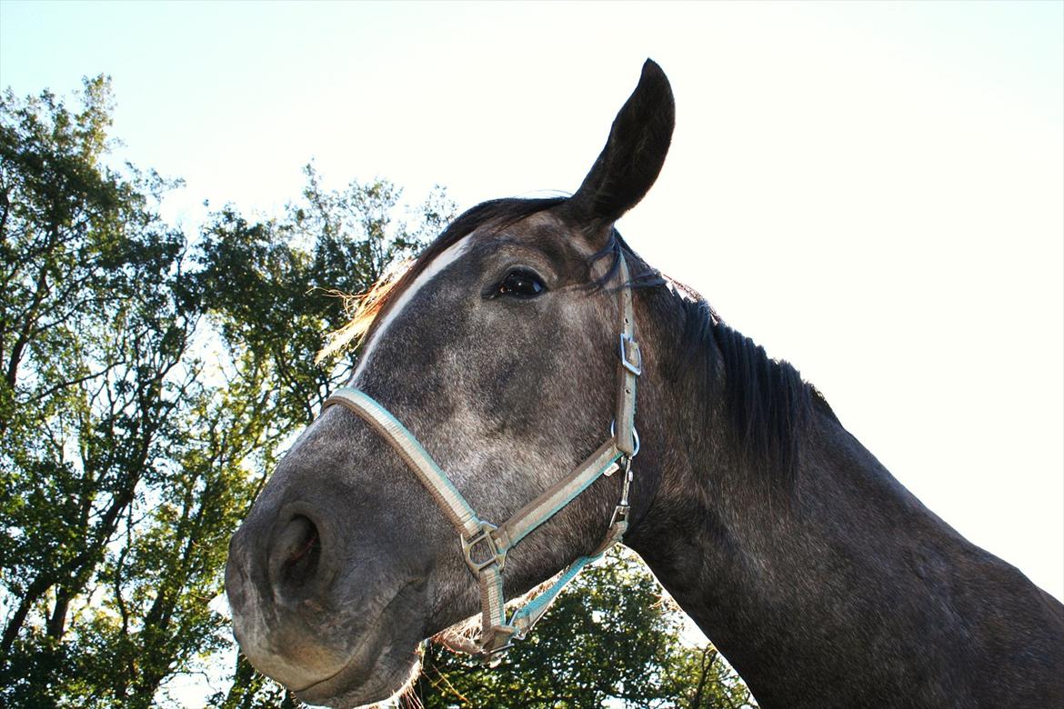 Anden særlig race Bjørnegård's Mio billede 9