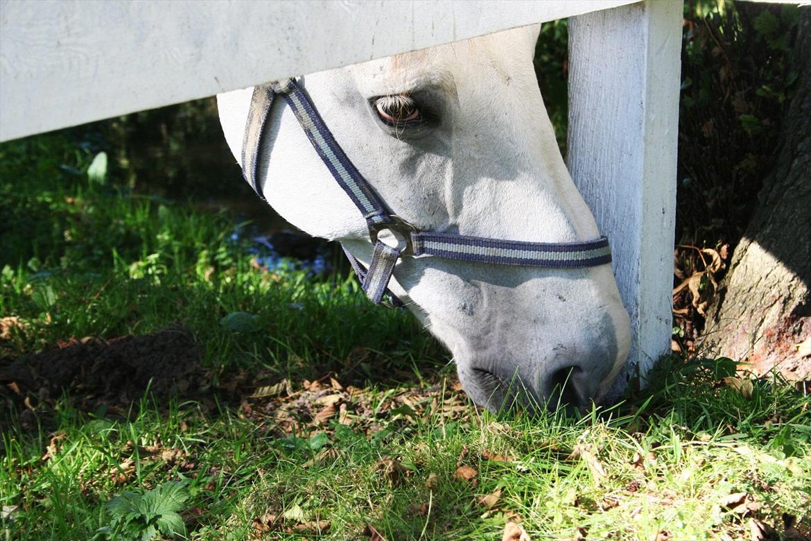 Anden særlig race Lambruzzo billede 12