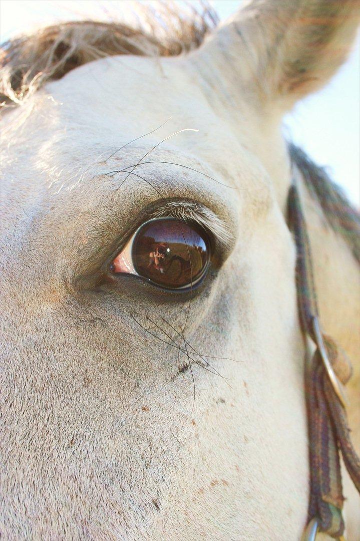 Anden særlig race Lambruzzo billede 13