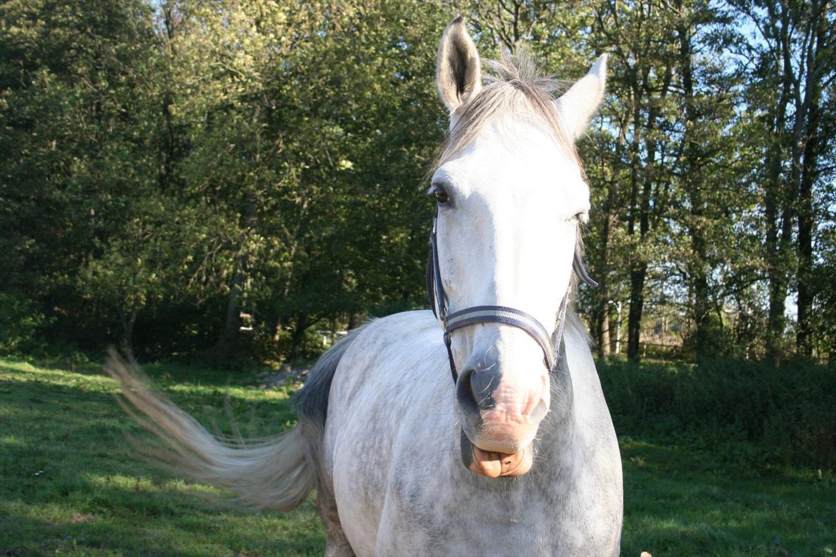 Anden særlig race Lambruzzo - ;-b billede 14