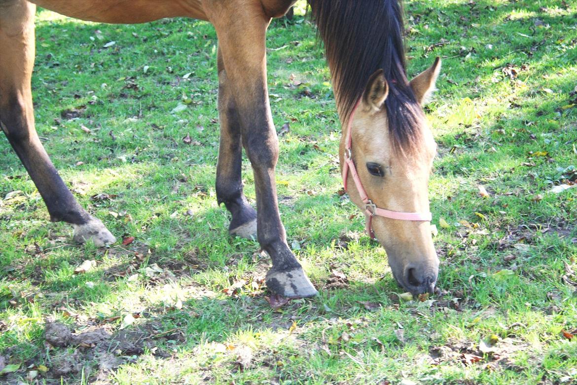 Anden særlig race Gucci billede 13