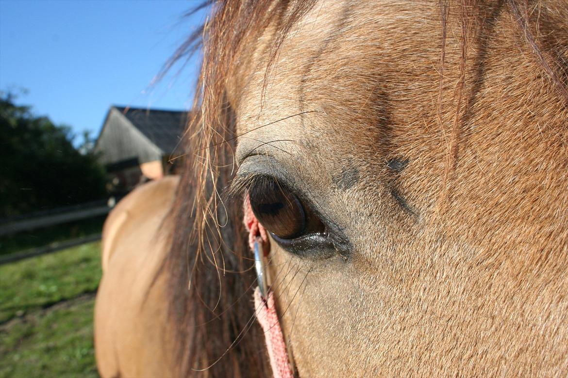 Anden særlig race Gucci billede 14