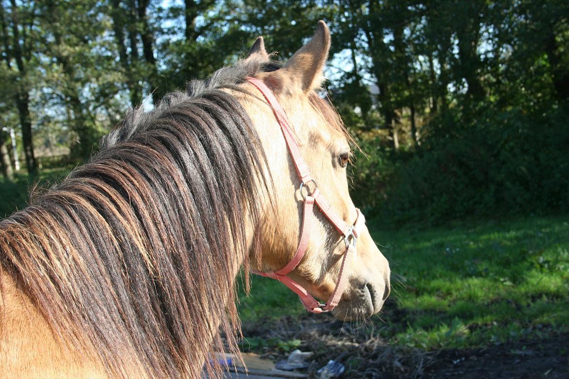 Anden særlig race Gucci billede 15