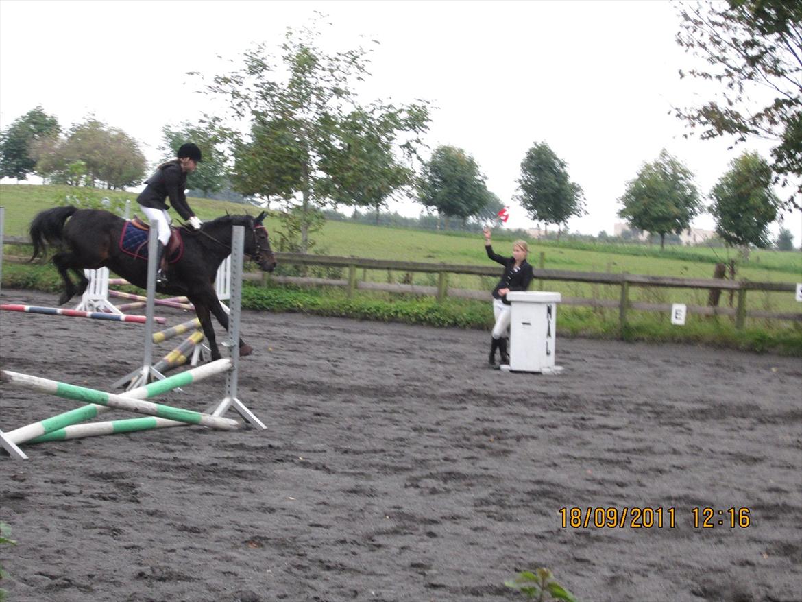 Anden særlig race Chago junior billede 16