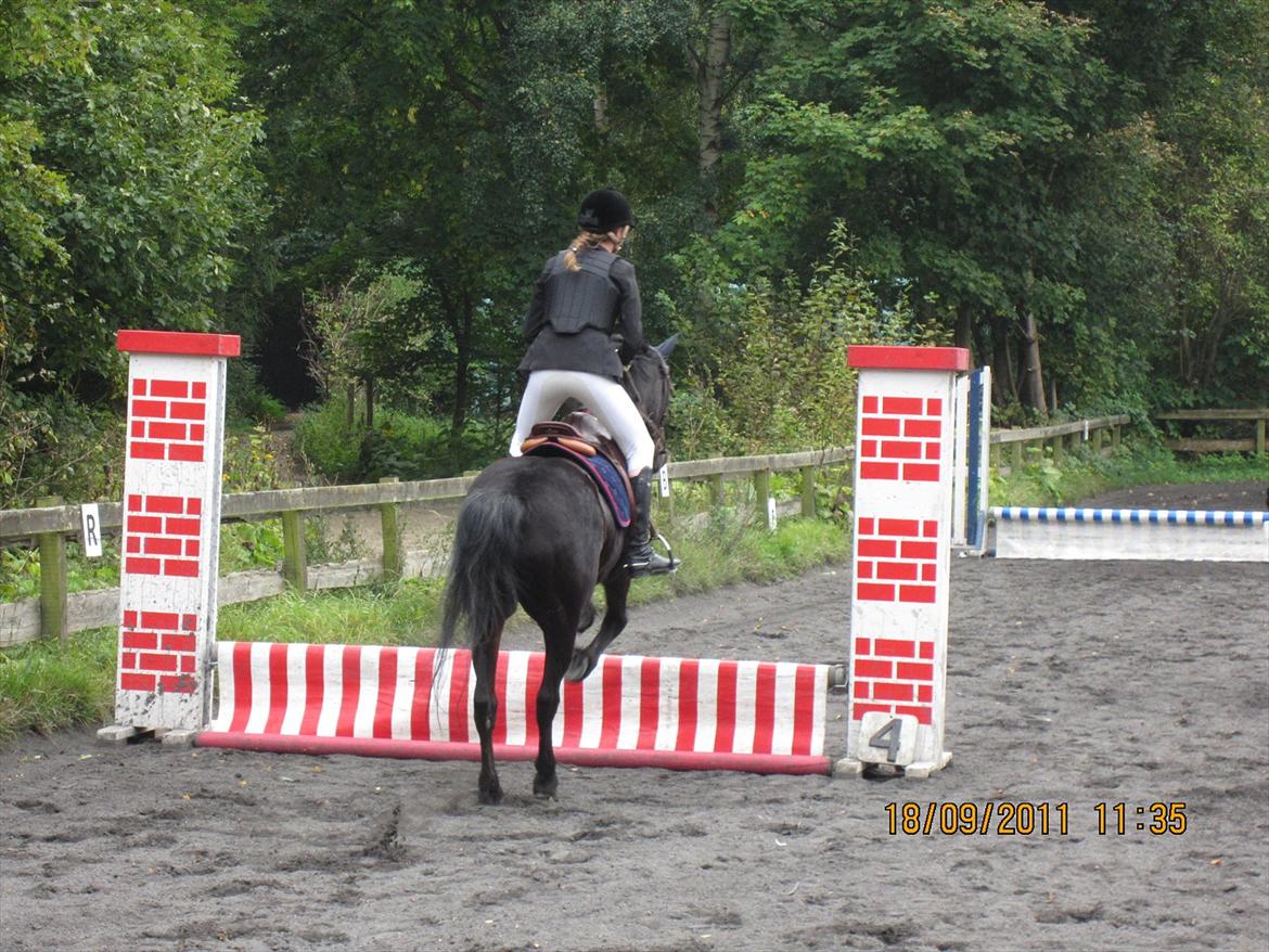Anden særlig race Chago junior billede 17